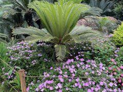 -深圳仙湖植物园