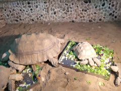 -上海大自然野生昆虫馆(东方明珠·爬宠昆虫探索中心)