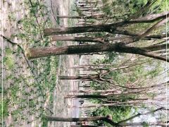 -大兴滨河森林公园