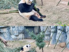 -泉州海丝野生动物世界