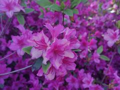 -羊亭河湿地公园