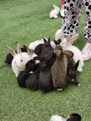 -萌宠亲子动物乐园(槐房万达店)