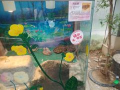-上海大自然野生昆虫馆(东方明珠·爬宠昆虫探索中心)