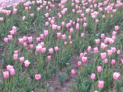 -长春公园(普阳街道)