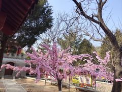 -石岛赤山风景区