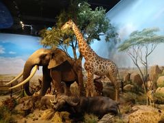 -陕西自然博物馆