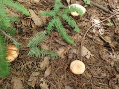 -铁山坪森林公园