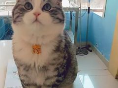 -瑞派福兴宠物医院犬猫全科·骨科·中西医结合(河东店)