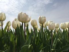 -上海鲜花港