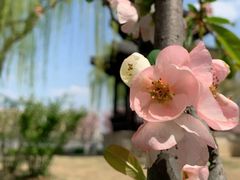 -莫愁湖公园