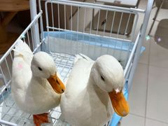 -怪兽屋·羊驼·猫咖·狗咖(俊华广场店)