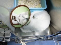-顺强宠物诊所·狂犬免疫·夜诊·骨科(嘉定店)