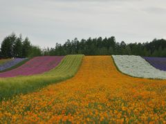 -富田农场