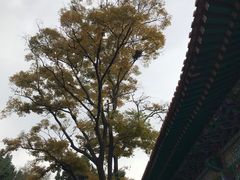 -圆通禅寺