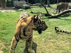 -上海野生动物园老虎餐厅