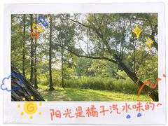 -上海共青森林公园