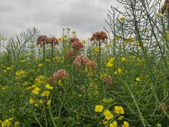 -中国天府农业博览园