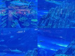 -迪拜水族馆及水下动物园