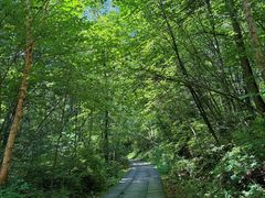 -五营红松林海景区