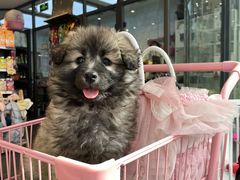 -萌兽医馆·眼科·异宠专科(三里屯店)