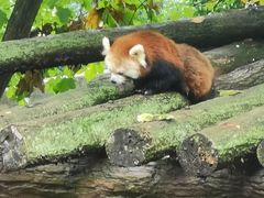 -都江堰中华大熊猫苑