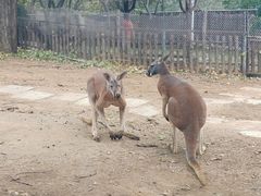 -大连森林动物园