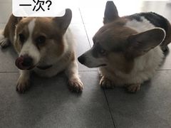 -宠宠动物医院(金鸡岭街店)