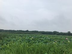 -荷塘月色湿地公园·向阳花洲