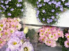 -溪岸路花鸟市场