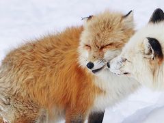 -宫城藏王狐狸村