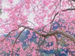 -风云岭森林公园