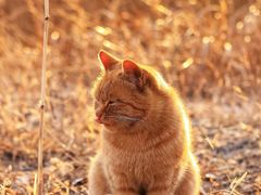 -野鸭湖国家湿地公园