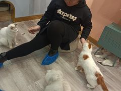 -BABIT巴比特宠物(MOMOPARK店)