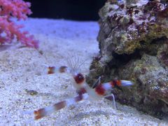 -芜湖新华联大白鲸海洋公园