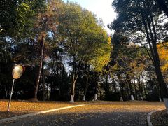 -铁山坪森林公园