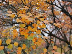 -北京西山国家森林公园