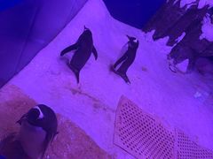 -暹罗海洋世界