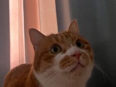 -艾吉宠物医院·疑难杂症转诊中心·猫友好(碧江路院)