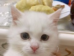 -宠爱国际动物医院· 猫科· 外科·中兽医(长白店)