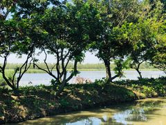 -大湾区中央湿地公园