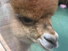 -藦茜花园宠物主题亲子互动体验馆(国顺东路店)