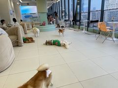 -怪兽屋·羊驼·猫咖·狗咖(俊华广场店)