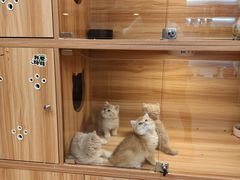 -猫十亿·布偶金渐层·曼基康矮脚猫舍(青年路店)