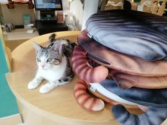 -飞行喵MR PILOT|猫舍·猫咖(静安大融城店)