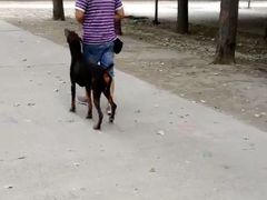 -如家宠物家庭式寄养训练