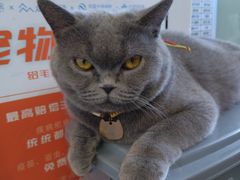 -中农大我爱我爱动物医院·核磁CT·猫病·24小时夜诊中心(石佛营店)