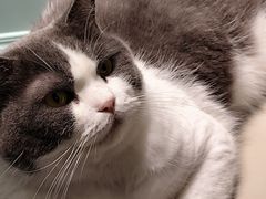 -安格丽娜·狗咖·猫咖羊驼咖(春熙路百盛商场店)