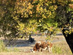 -五角枫生态旅游景区