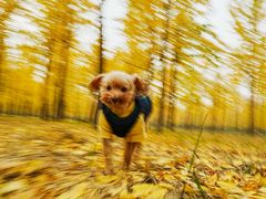 -心仪动物医院·牙专科·肿瘤·心脏科(西客站院)