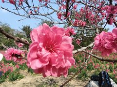 -天适樱花悠乐园